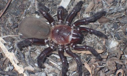 Trapdoor spider: නව යෝධ විශේෂයක් ඕස්ට්‍රේලියාවෙන් සොයා ගැනේ