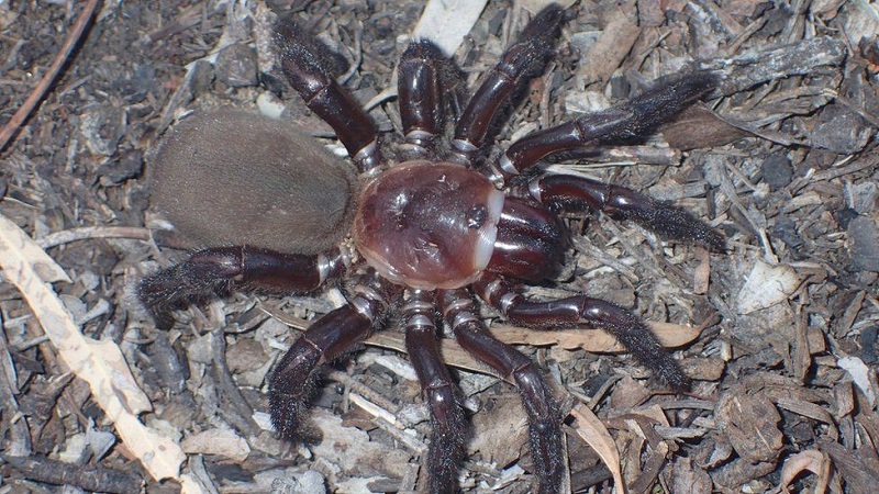 Trapdoor spider: නව යෝධ විශේෂයක් ඕස්ට්‍රේලියාවෙන් සොයා ගැනේ