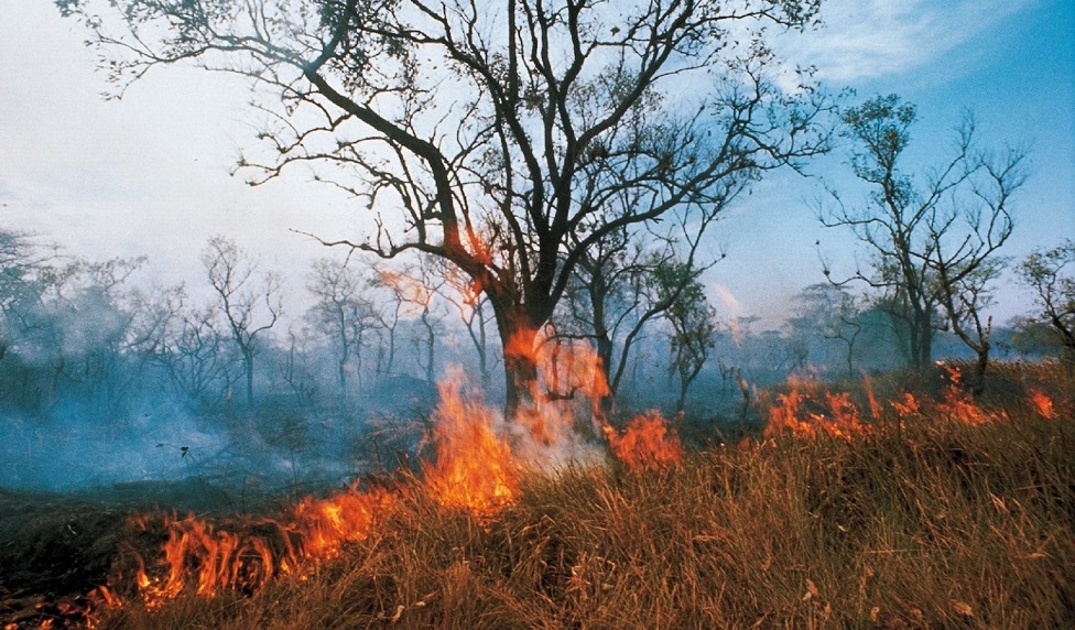 අප්‍රිකානු විෂ දුමාරය ඇමේසන් වනාන්තරය ආක්‍රමණය කරයි