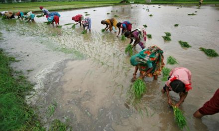 ඉන්දියාවේ වී ගොවීන් යළි සම්ප්‍රදායික වී ප්‍රභේද වෙත ගමන් කළේ ඇයි ?