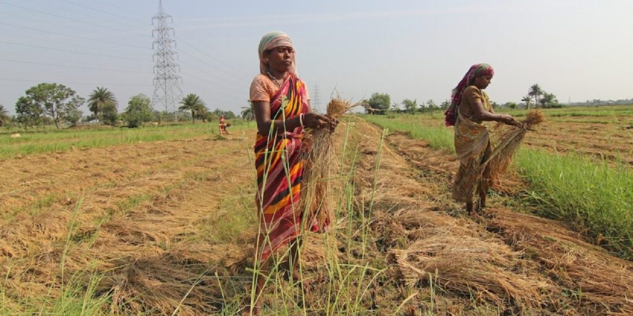 දේශගුණික විපර්යාස කෘෂිකර්මාන්තයේ කාන්තාවන් මුහුණ දෙන අසමානතාවයන් සංකීර්ණ කරන බව FAO පවසයි