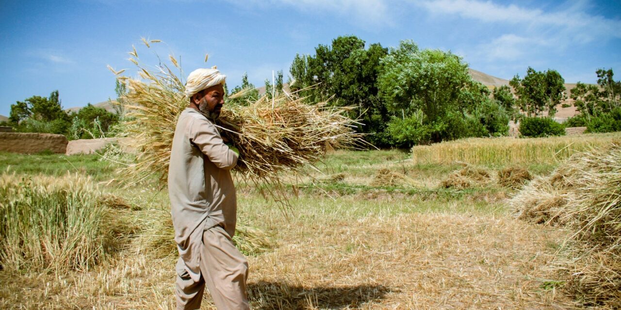 ජෛව ආර්ථිකය / BIOECONOMY මුල සිට දැන ගනිමුද ? : 01