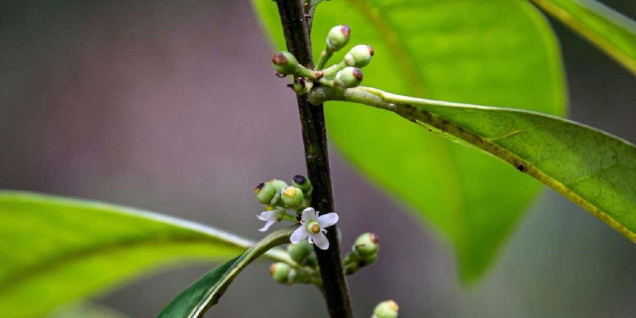 වසර දෙසීයකට පෙර වඳ වී ගිය බව තහවුරු කළ ශාකයක් යළි හමුවෙයි