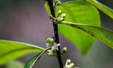 වසර දෙසීයකට පෙර වඳ වී ගිය බව තහවුරු කළ ශාකයක් යළි හමුවෙයි