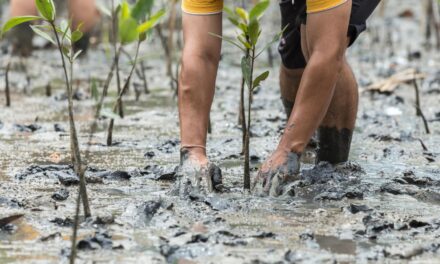 COP28 හි ‘අනුවර්තනය පිළිබඳ ගෝලීය ඉලක්කය’ යථාර්යක් වේවිද ?